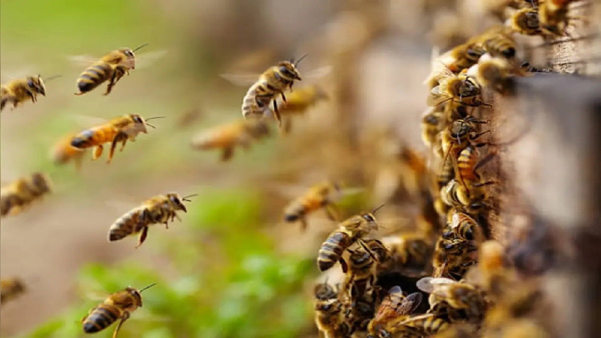 Honey bee