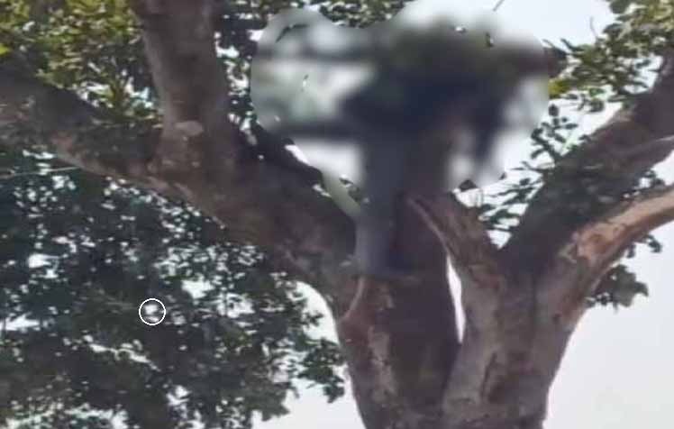 रांची :  बुढ़मू में हाई वोल्टेज तार की चपेट में आने से युवक की मौत