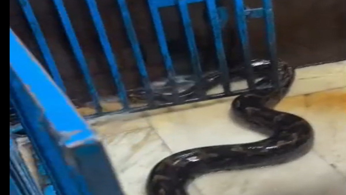 Python in Temple