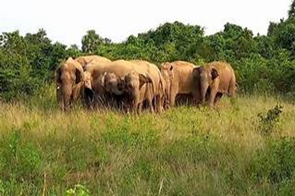 सरायकेला :  जंगली हाथियों ने पत्नी-बेटी को कुचलकर मार डाला, पति ने किसी तरह बचाई जान