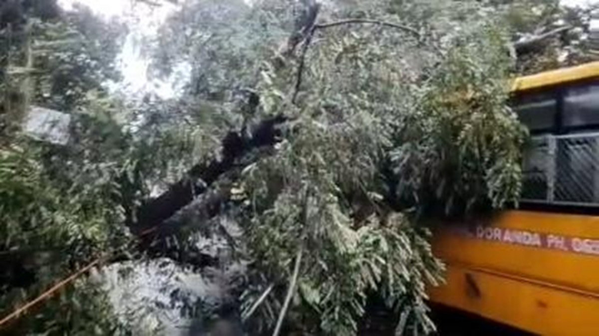 Tree falls on school bus