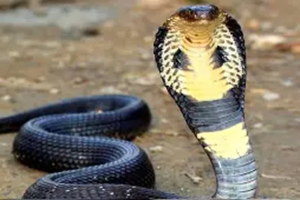 Ranchi News :   जनगणना कार्य में लगे कर्मी को सांप ने डंसा, हालत गंभीर