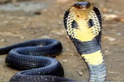Ranchi News :   जनगणना कार्य में लगे कर्मी को सांप ने डंसा, हालत गंभीर