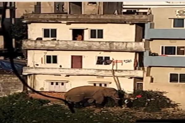 राजधानी में घुसा जंगली हाथी, हटिया इलाके में दहशत