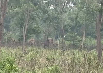 Saraikela News :  झुंड से बिछड़े टस्कर हाथी का आतंक, नाराज ग्रामीण वन विभाग कार्यालय पहुंचे, अधिकारी नहीं मिलने पर जताया विरोध