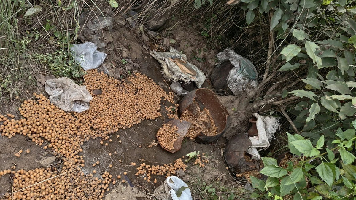 Java Mahua destroyed