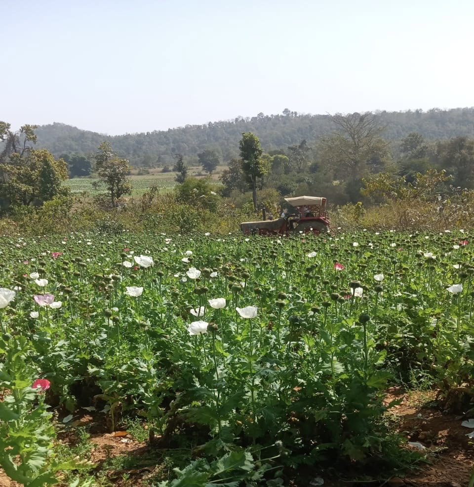 चतरा पुलिस का विशेष अभियान, 116 एकड़ में फैली अवैध अफीम की खेती नष्ट