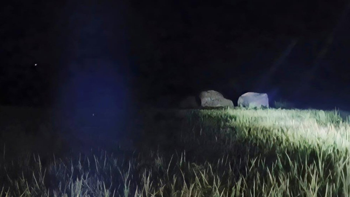 herd of elephants roaming