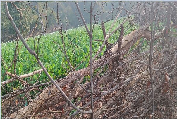 चतरा: टंडवा के जंगलों में अफीम की खेती, पुलिस को खुली चुनौती