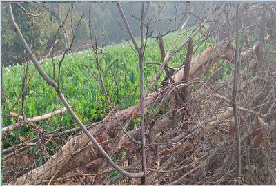 चतरा: टंडवा के जंगलों में अफीम की खेती, पुलिस को खुली चुनौती