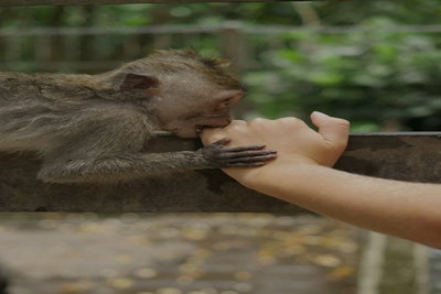 बहरागोड़ा में जंगली बंदर का आतंक: 3 महीने में 70 लोगों पर किया हमला, इलाके में दहशत