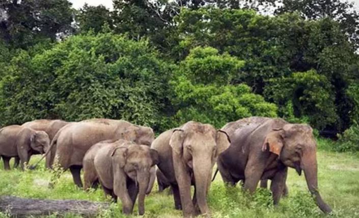 जंगली हाथियों का आतंक: गुमला के पांच गांवों में धारा 163 लागू, प्रशासन अलर्ट