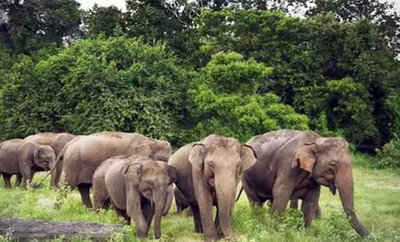 जंगली हाथियों का आतंक: गुमला के पांच गांवों में धारा 163 लागू, प्रशासन अलर्ट