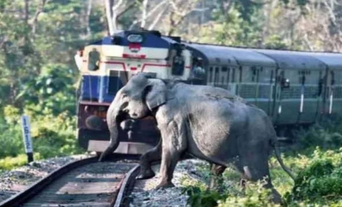 चक्रधरपुर रेल मंडल की घोषणा, हाथियों के लिए बनेगा 7 अंडरपास