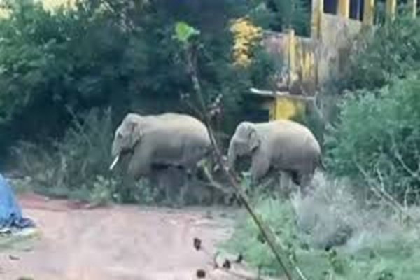 रामगढ़ में हाथियों का आतंक :  तीन लोगों को कुचलकर मार डाला, दहशत में ग्रामीण