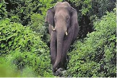 Saraikela News :  जंगली हाथी के हमले से अधेड़ की मौत, आक्रोशितों ने सड़क जाम की