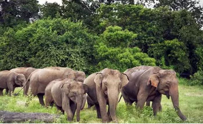 बोकारो: महुआटांड़ क्षेत्र में हाथियों का आतंक, एक ही रात में 3 बुजुर्गों को मार डाला