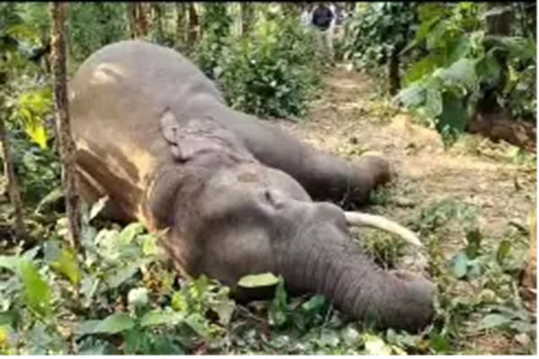 Saraikela News :  जंगली हाथी की संदेहास्पद मौत, करंट लगने की आशंका