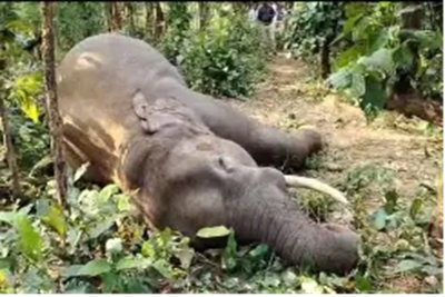 Saraikela News :  जंगली हाथी की संदेहास्पद मौत, करंट लगने की आशंका