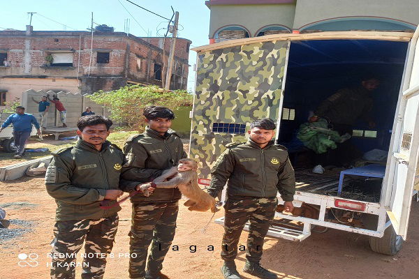 बहरागोड़ा: ‘आतंक’ मचाने वाले ‘बंदर’ को वन विभाग ने पकड़ा, लोगों ने ली राहत की सांस