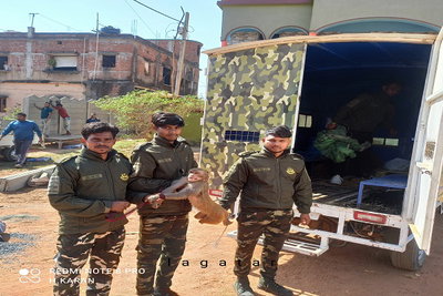 बहरागोड़ा: ‘आतंक’ मचाने वाले ‘बंदर’ को वन विभाग ने पकड़ा, लोगों ने ली राहत की सांस