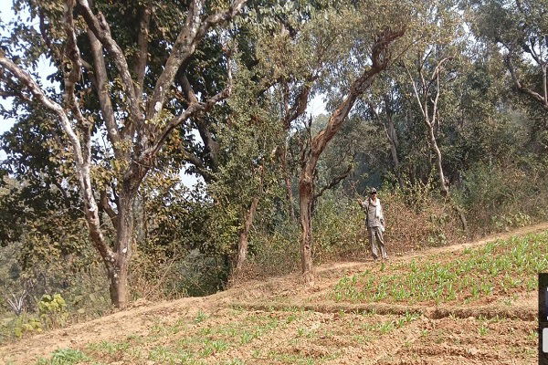 5 एकड़ अफीम की खेती को पुलिस ने किया नष्ट, माफियाओं में हड़कंप, पुलिस की सख्त चेतावनी