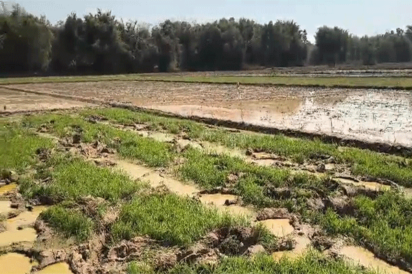 बहरागोड़ा: शालदोहा गांव में हाथियों का तांडव,धान की नर्सरी बर्बाद