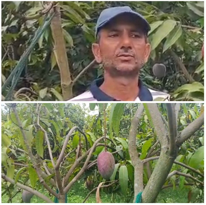 Jamtara News: दुनिया के सबसे महंगे मियाजाकी आम की जैविक खेती कर दो भाईयों ने रचा इतिहास