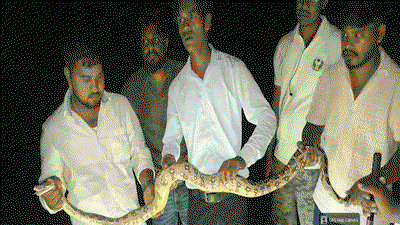Bokaro News :शोभायात्रा में सांप लेकर पहुंचे कलाकार, वन विभाग ने किया रेस्क्यू