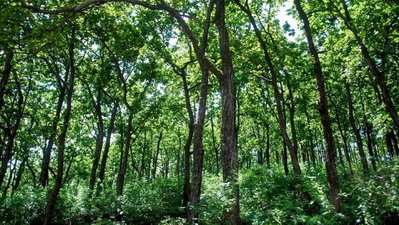 खूंटी वन प्रमंडल में 5 पद खाली, 15 सितंबर को वाक इन इंटरव्यू