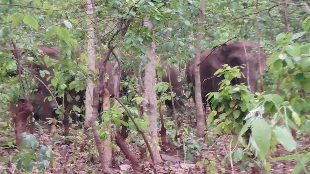 Elephant