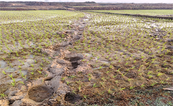 बहरागोड़ा: लुगाहारा में हाथियों का तांडव, किसानों की फसलों को रौंदा