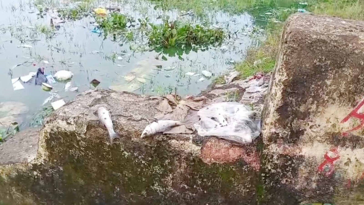 Fish