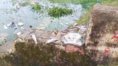 Bokaro News : सूर्य सरोवर में मरीं हजारों मछलियां, जहर डालने की आशंका