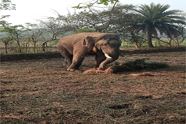 बहरागोड़ा में जंगली हाथियों का आंतक,  शाम होते ही सड़कों पर सन्नाटा