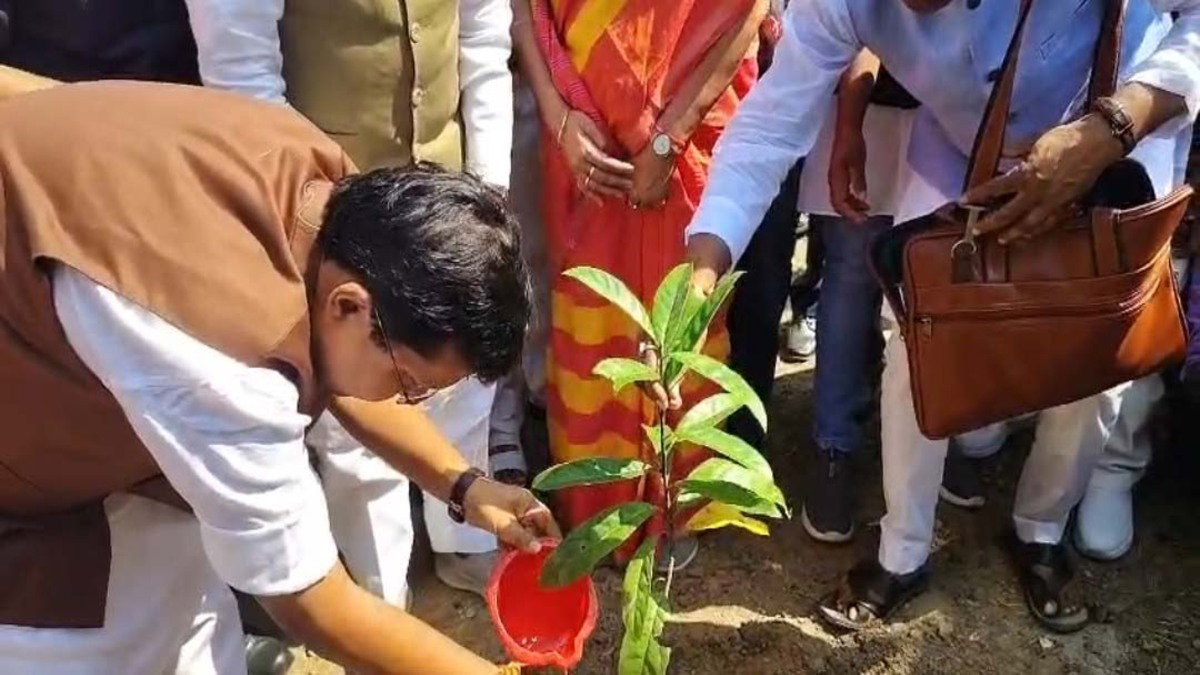 Rudraksha plant