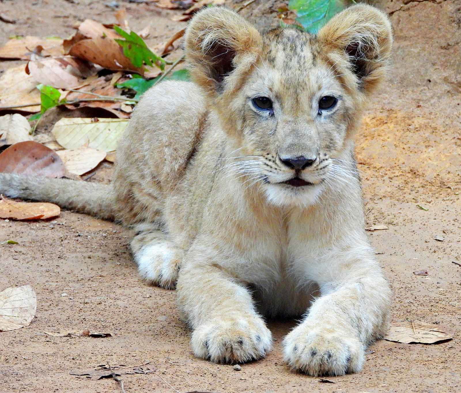 भगवान बिरसा जैविक उद्यान में टीवी स्क्रीन पर होगा एशियाई शेर के नन्हें शावक का दीदार