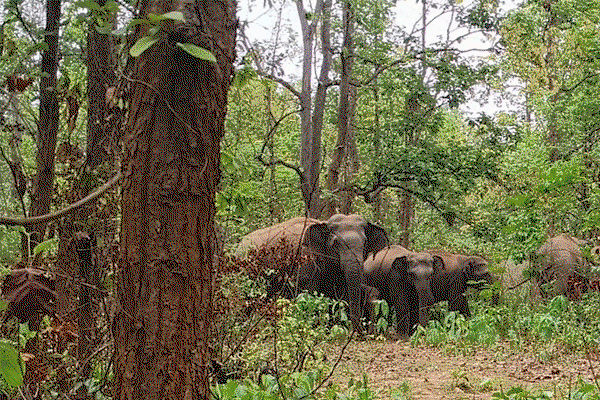 बहरागोड़ा: एक दर्जन  जंगली हाथी  के आगमन से ग्रामीण भयभीत
