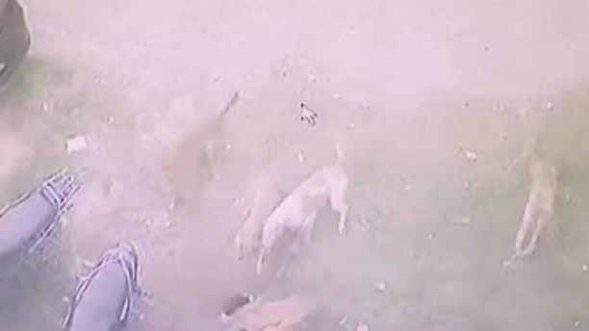Dogs Attack