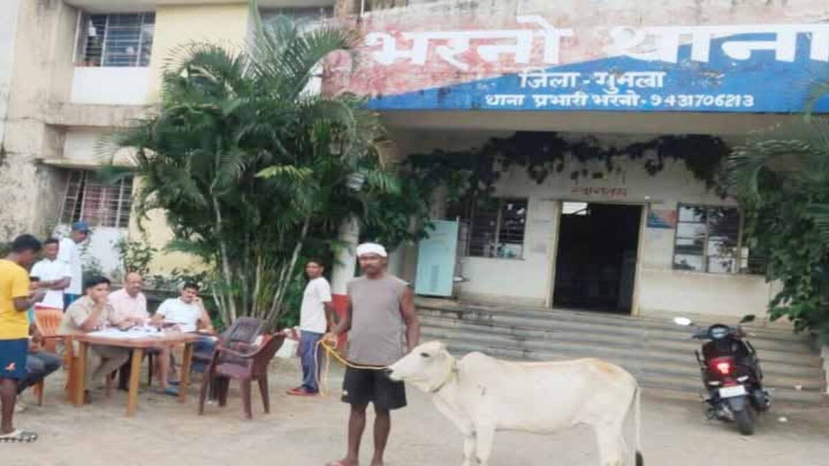 Cattle handed over
