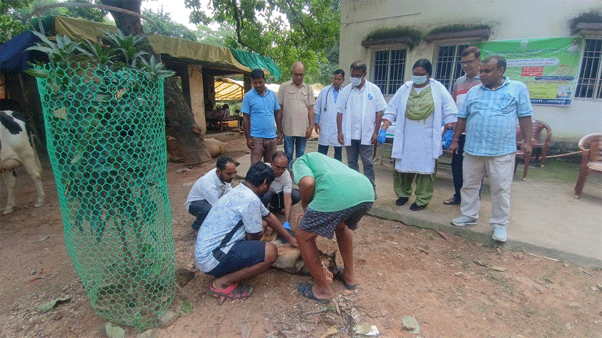 Anti-rabies vaccination