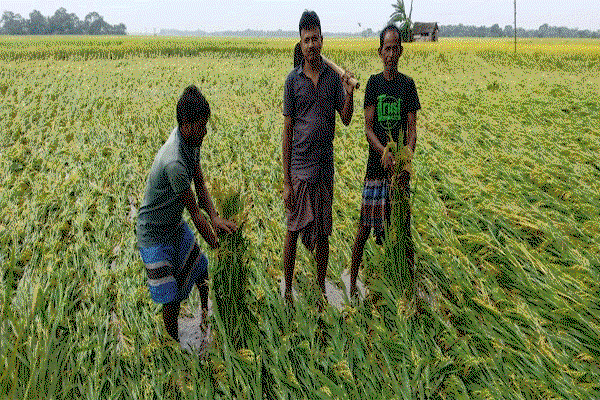 बहरागोड़ा : आंधी-बारिश का कहर: 50 एकड़ धान फसल बर्बाद, बिजली व्यवस्था ठप