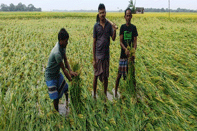 बहरागोड़ा : आंधी-बारिश में 50 एकड़ में लगी फसल बर्बाद, बिजली व्यवस्था ठप