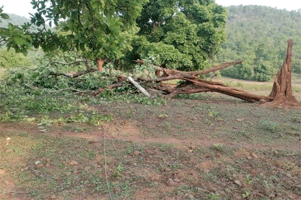 Chaibasa : तेज आंधी बारिश से बिजली आपूर्ति ठप,ग्रामीणों ने दी आंदोलन की चेतावनी