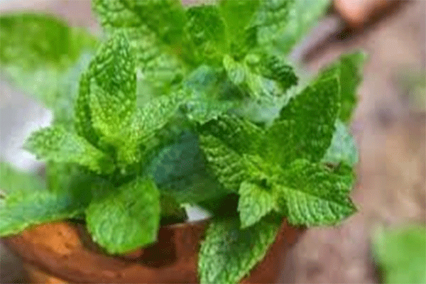 गर्मियों में पुदीना है रामबाण, सिरदर्द से लेकर पेट की परेशानियों में असरदार