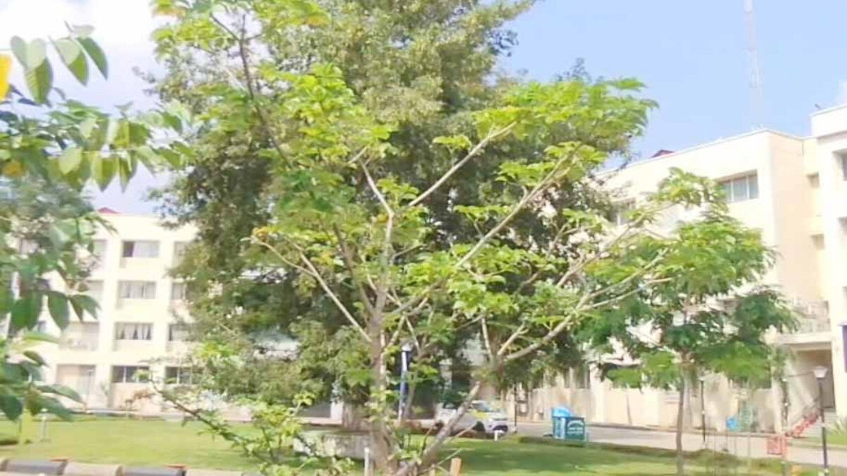 Kalpataru