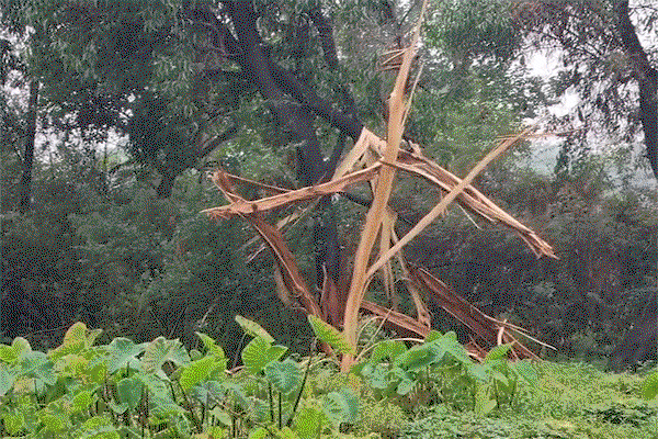 Dhanbad news : वज्रपात होने से पेड़ गिरा, बिजली पोल व तार क्षतिग्रस्त