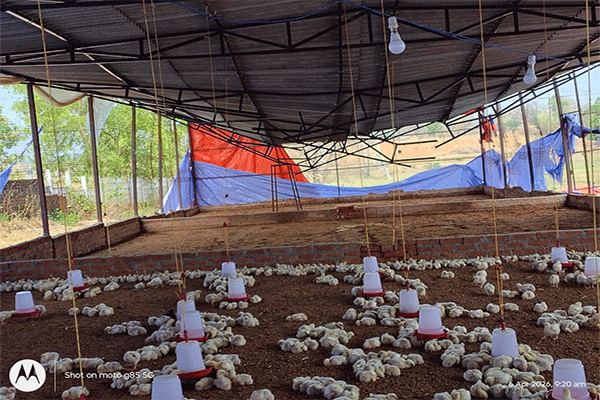 लातेहार : आंधी व बारिश ने मचाई तबाही, कई घर क्षतिग्रस्त, सामान बर्बाद,  पेड़ भी उखड़े