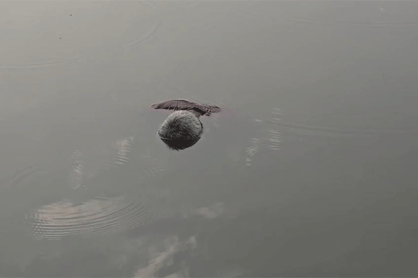 पलामू : पांकी में ज्वेलरी शॉप से लाखों की चोरी, लेस्लीगंज में बुजुर्ग का मिला शव