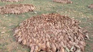 लातेहार के जंगलों में केंदुपत्ता का अवैध कारोबार! नीलामी नहीं हुई, फिर भी धड़ल्ले से चल रही खरीद-बिक्री